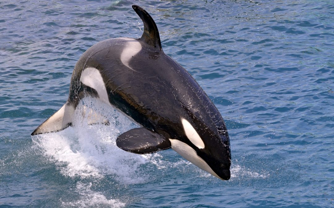 Miami Seaquarium’s Treatment of Killer Whale Doesn’t Violate Endangered Species Act, 11th Circuit Rules